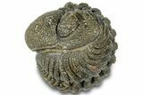 Wide, Bumpy Enrolled Morocops Trilobite - Morocco #310758-1